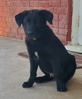 Eclipse, a male Labrador Retriever for sale in Waynesboro, PA – 1 of 4