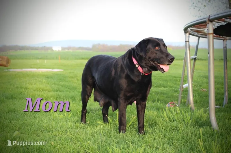 Molly – Labrador Retriever puppy for sale in Waynesboro, PA