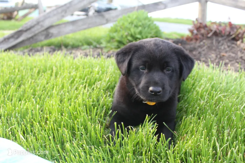 Lacey – Labrador Retriever puppy for sale in Waynesboro, PA