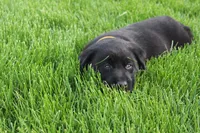 Lacey, a female Labrador Retriever for sale in Waynesboro, PA – Photo 2 of 4