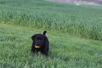 Lacey, a female Labrador Retriever for sale in Waynesboro, PA – Photo 3 of 4