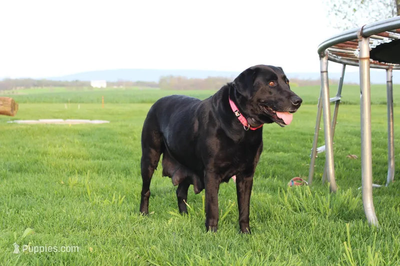 Molly – Labrador Retriever puppy for sale in Waynesboro, PA