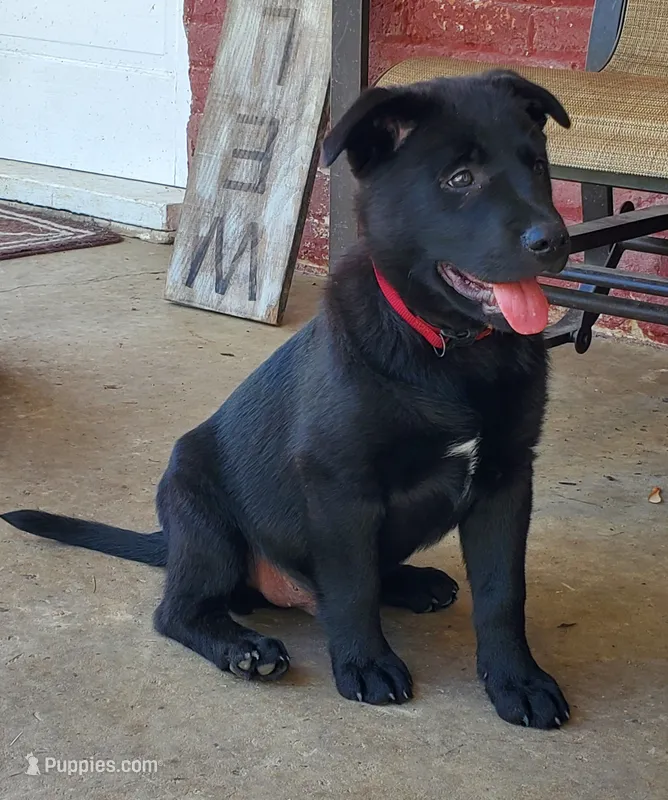 Jasper – Labrador Retriever puppy for sale in Waynesboro, PA