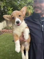 Honey, a female Pembroke Welsh Corgi for sale in San Diego, CA – Photo 2 of 6