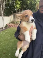 Honey, a female Pembroke Welsh Corgi for sale in San Diego, CA – Photo 3 of 6