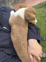 Honey, a female Pembroke Welsh Corgi for sale in San Diego, CA – Photo 6 of 6