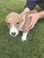 Honey, a female Pembroke Welsh Corgi for sale in San Diego, CA – Photo 5 of 6