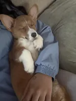 Honey, a female Pembroke Welsh Corgi for sale in San Diego, CA – Photo 1 of 6