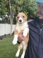 Honey, a female Pembroke Welsh Corgi for sale in San Diego, CA – Photo 4 of 6