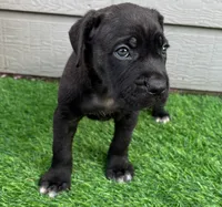 Bane , a male Cane Corso for sale in Houston, TX – 3 of 10