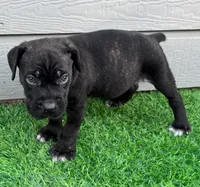 Bane , a male Cane Corso for sale in Houston, TX – 8 of 10