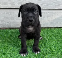 Bane , a male Cane Corso for sale in Houston, TX – 2 of 10
