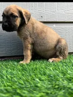 Athena, a female Cane Corso for sale in Houston, TX – 4 of 10