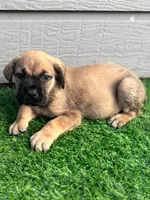 Athena, a female Cane Corso for sale in Houston, TX – 10 of 10