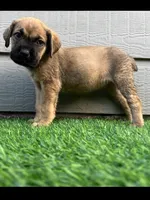 Athena, a female Cane Corso for sale in Houston, TX – 3 of 10
