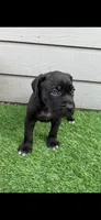 Bane , a male Cane Corso for sale in Houston, TX – 10 of 10