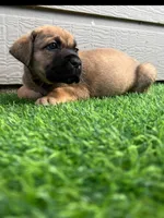 Athena, a female Cane Corso for sale in Houston, TX – 7 of 10