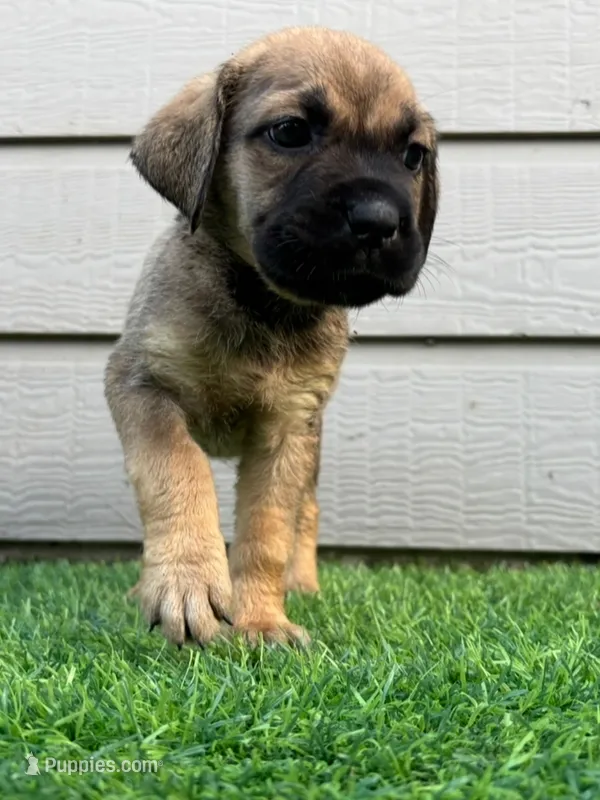 Athena – Cane Corso puppy for sale in Houston, TX