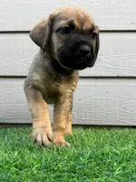 Athena, a female Cane Corso for sale in Houston, TX – 1 of 10