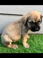 Athena, a female Cane Corso for sale in Houston, TX – 6 of 10