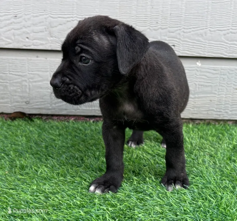 Bane  – Cane Corso puppy for sale in Houston, TX