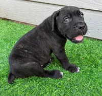 Bane , a male Cane Corso for sale in Houston, TX – 4 of 10