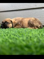 Athena, a female Cane Corso for sale in Houston, TX – 5 of 10