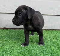 Bane , a male Cane Corso for sale in Houston, TX – 7 of 10
