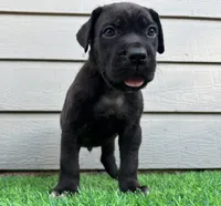 Bane , a male Cane Corso for sale in Houston, TX – 6 of 10