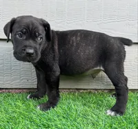 Bane , a male Cane Corso for sale in Houston, TX – 9 of 10