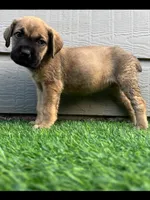 Athena, a female Cane Corso for sale in Houston, TX – 2 of 10