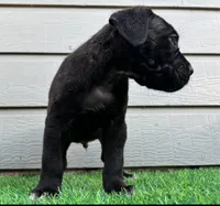 Bane , a male Cane Corso for sale in Houston, TX – 5 of 10