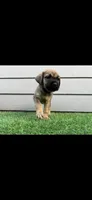 Athena, a female Cane Corso for sale in Houston, TX – 9 of 10