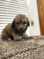Cocoa 💖, a female Miniature Aussiedoodle for sale in Effingham, IL – 2 of 3