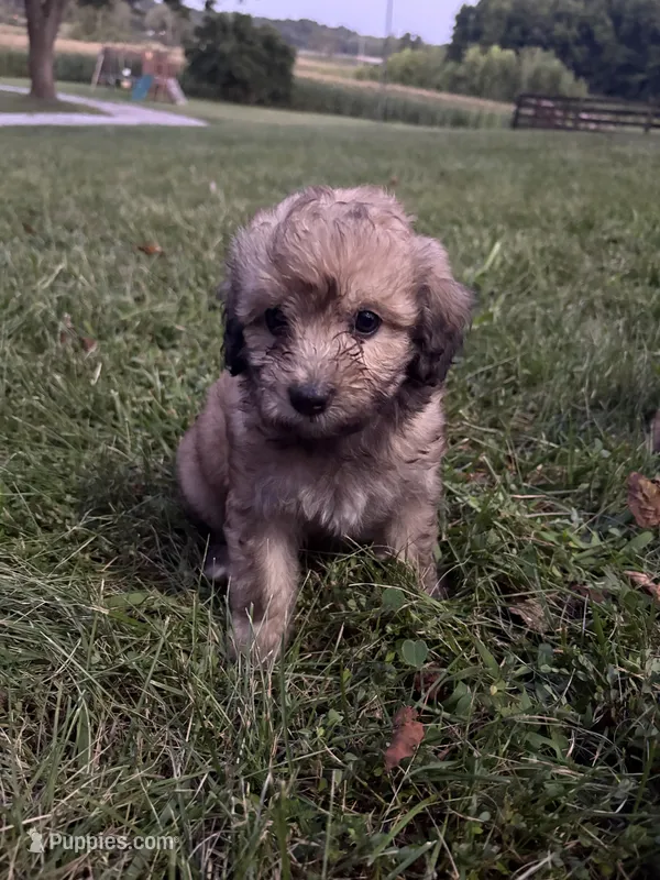 Cocoa 💖 – Miniature Aussiedoodle puppy for sale in Effingham, IL
