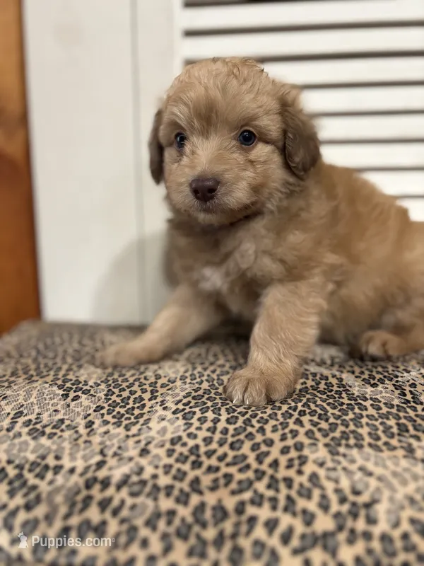 Rubble 💙 – Miniature Aussiedoodle puppy for sale in Effingham, IL