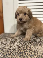 Rubble 💙, a male Miniature Aussiedoodle for sale in Effingham, IL – 2 of 5