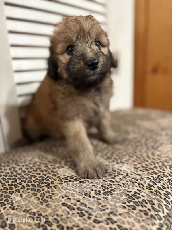 Cookie 💖 – Miniature Aussiedoodle puppy for sale in Effingham, IL