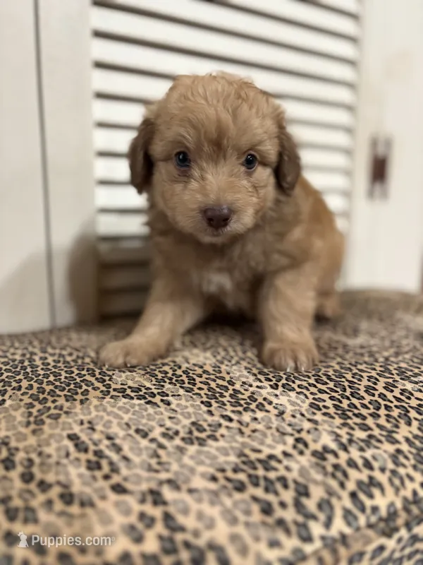 Rubble 💙 – Miniature Aussiedoodle puppy for sale in Effingham, IL
