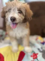 Lolli 💖, a female Poodle - Miniature  and Miniature Aussiedoodle for sale in Effingham, IL – 2 of 6