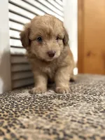 Rubble 💙, a male Miniature Aussiedoodle for sale in Effingham, IL – 4 of 5