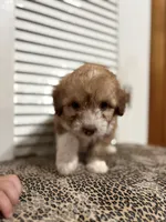 Lolli 💖, a female Miniature Aussiedoodle for sale in Effingham, IL – 3 of 5