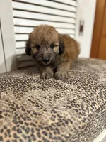 Cookie 💖, a female Miniature Aussiedoodle for sale in Effingham, IL – 2 of 5