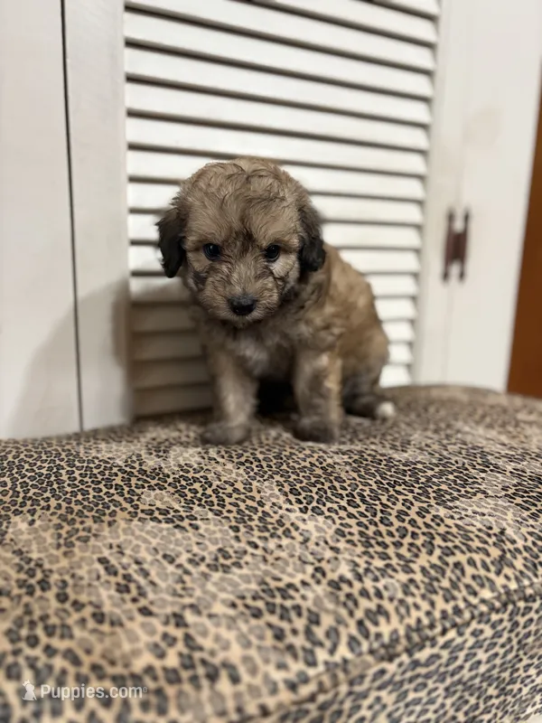 Cocoa 💖 – Miniature Aussiedoodle puppy for sale in Effingham, IL