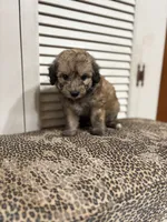 Cocoa 💖, a female Miniature Aussiedoodle for sale in Effingham, IL – 1 of 3