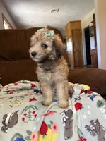 Cocoa 💖, a female Poodle - Miniature  and Miniature Aussiedoodle for sale in Effingham, IL – 3 of 5