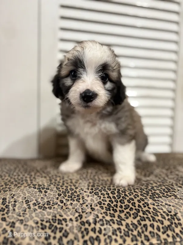 Milkshake 💖 – Miniature Aussiedoodle puppy for sale in Effingham, IL