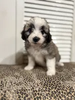 Milkshake 💖, a female Miniature Aussiedoodle for sale in Effingham, IL – 1 of 5