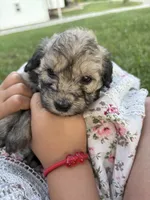 Cocoa 💖, a female Miniature Aussiedoodle for sale in Effingham, IL – 3 of 3