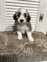 Milkshake 💖, a female Miniature Aussiedoodle for sale in Effingham, IL – 2 of 5